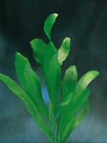 Aponogeton henkelianus